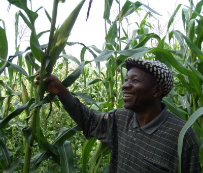 An A-Maize-ing impact on Maize crops thanks to Alliance Farming in North-West Cameroon!